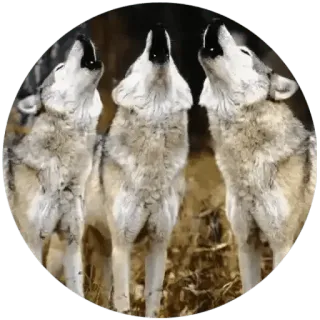 ❤️ 6009fc1f wölfe, tiere, natur, heulen, wildtiere, rudel, caniden, säugetier telegram sticker