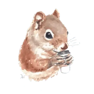 🐿 623ce404 Eichhörnchen, Tier, Aquarell, Wildtier, Natur, Nagetier, süß, Illustration telegram sticker