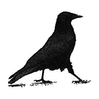 🦄 660850e4 Vogel, Tier, Natur, Krähe, Rabe, Schwarz telegram sticker
