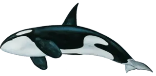 🐋 69e81ecd Orca, Schwertwal, Meerestier, Meereslebewesen, Wal, Ozean telegram sticker