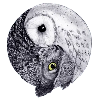 ☺️ 6e75b1f6 Eule, Yin Yang, Vogel, Tier, Natur, Dualität telegram sticker