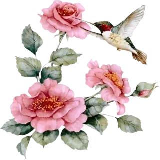 Ⓜ️ 74f297a9 Blumen, Rosen, Kolibri, Natur, Rosa, Blumenmuster, Vogel telegram sticker