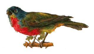 🕊 7e6a3fef Vogel, farbenfroh, Tier, Natur, Wildtier, Singvogel telegram sticker