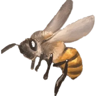 ☀️ 80b1c72e Biene, Insekt, fliegend, Honigbiene, Natur, Tier, Bestäuber telegram sticker