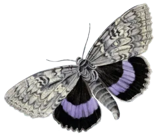 🦋 892a9377 Schmetterling, Insekt, Natur, Tier, Motte, Flügel, fliegend, lila, grau telegram sticker