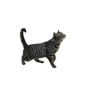 🐈 96ec71cb Katze, Tier, Haustier, gestreift, Katzenartig, zahm telegram sticker