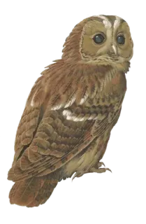 🦉 99382e0f Eule, Vogel, Wildtier, Tier, Natur, Vogelwelt telegram sticker