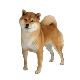 🌟 b57be2f9 Hund, Tier, süß, Shiba Inu, Haustier telegram sticker
