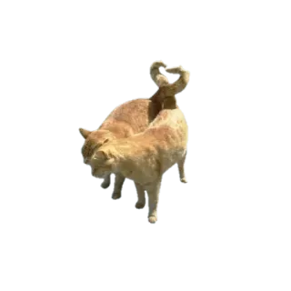 🥰 d4d03244 Katzen, Tiere, Haustiere, Katzenartig, Haustiere telegram sticker