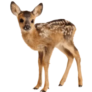 🦌 d86215aa Hirsch, Rehkitz, Tier, Wildtier, süß, Natur, Säugetier telegram sticker