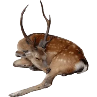 @wisdom_droplets A Animals — @stckrRobot telegram stickers