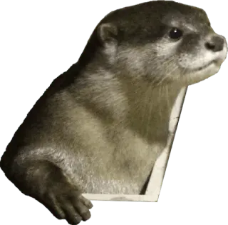 🚪 dde6728a Otter, Tier, niedlich, Säugetier, Wildtier, Seeotter telegram sticker
