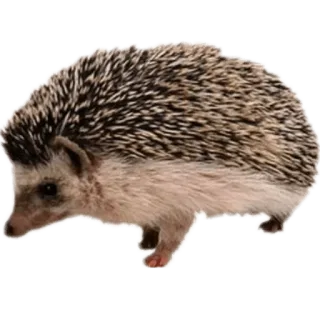 ☀️ df58ae18 Igel, Tier, Säugetier, Wildtier, süß, Natur telegram sticker