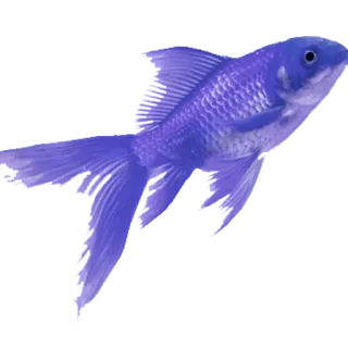 🐠 e9b4cd38 Fisch, Tier, Wasserwesen, Goldfisch telegram sticker