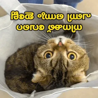 😁 1bd6fd67 chat, drôle, animal, mignon, animal de compagnie whatsapp sticker