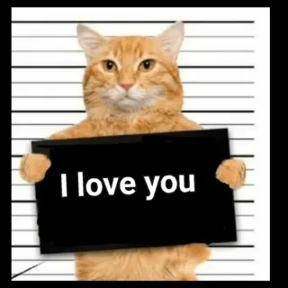 Cat Malayalam @sticker_pack_channel — @stckrRobot telegram stickers