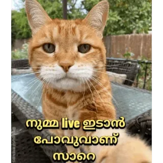 😂 3a20fb03 നുമ്മ live ഇടാൻ പോവുകയാണ് സാറെ chat, direct, malayalam, animal whatsapp sticker