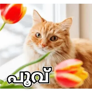🤓 56bc5458 പൂവ് chat, fleurs, tulipes, plante, fenêtre, chat roux whatsapp sticker