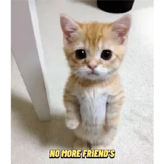 🥺 a025fef0 NO MORE FRIEND'S chat, chaton, triste, mignon, animal, animal de compagnie whatsapp sticker