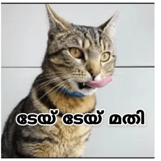 😂 a8c1d17c டேய் டேய் மதி chat, mignon, animal, langue, drôle whatsapp sticker