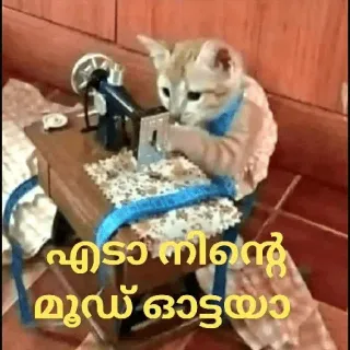 😂 c40c7001 എടാ നിന്റെ മൂഡ് ഓട്ടോയ chat, machine à coudre, couture, animal whatsapp sticker