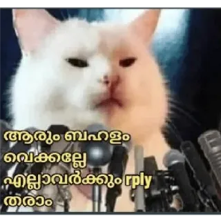 😌 e40c5d48 ആരും ബഹളം വെക്കല്ലേ എല്ലാവർക്കും rply തരാം chat, mème, drôle, conférence de presse, animaux whatsapp sticker