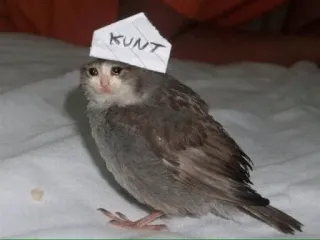 😩 01ff3940 KUNT bird, cat, offensive, animal, meme telegram sticker