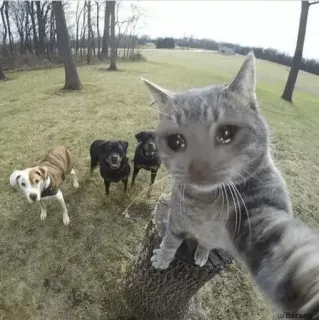 😩 05b79a0b cat, sad, dogs, animals, pets telegram sticker