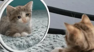 😩 15882f46 cat, kitten, mirror, reflection, sad telegram sticker