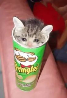 😩 1ba6c45f cat, kitten, pringles, snack, cute, animal telegram sticker
