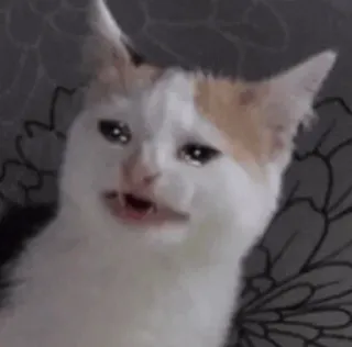 😩 1cdbb8b8 cat, crying, sad, meme, animal telegram sticker