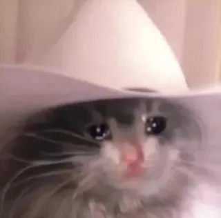 😩 569104d6 cat, animal, cowboy, sad, hat telegram sticker