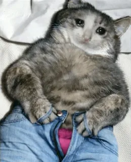 😩 5ca0685f cat, sad, jeans, animal, cute telegram sticker