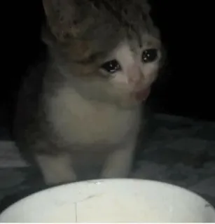 😩 6e6cd1db cat, sad, crying, kitten, milk telegram sticker