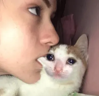 😩 71076c26 cat, sad, cry, animal, pet, cute telegram sticker