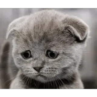 😩 755726cb cat, kitten, sad, grey, animal telegram sticker