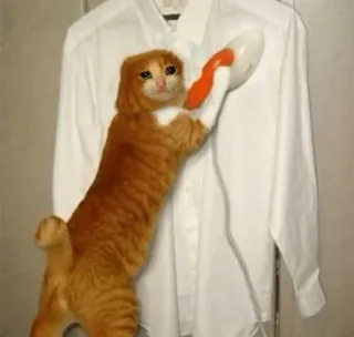 😩 8fc19402 cat, ironing, shirt, animal, domestic telegram sticker