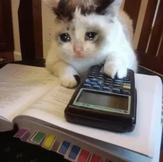 😩 9f8e9c5c cat, calculator, math, crying, sad, animal telegram sticker