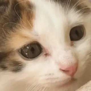 😐 a88d5532 แมว, ลูกแมว, น่ารัก, สัตว์, สัตว์เลี้ยง, บ้าน telegram sticker