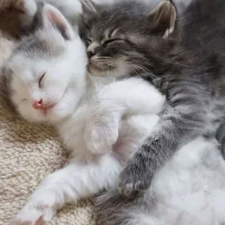 ❤ 0cedd28c anak kucing, kucing, tidur, lucu, hewan, binatang peliharaan telegram sticker