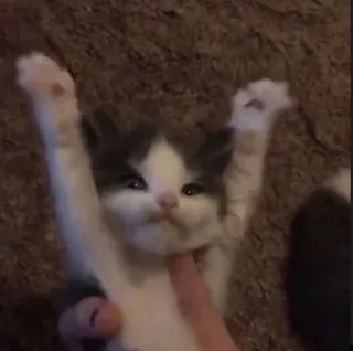 👐 325be240 anak kucing, kucing, imut, hewan, hewan peliharaan, domestik telegram sticker