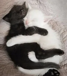 🎀 3faee9c2 kucing, anak kucing, kucing hitam, kucing putih, tidur, imut, hewan, peluk telegram sticker