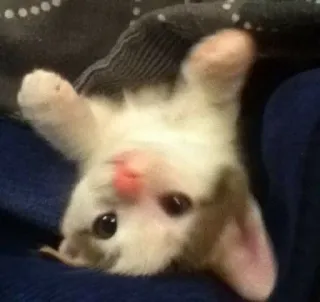 🎀 4158056f kucing, anak kucing, hewan, peliharaan, imut, menggemaskan, kucing putih telegram sticker