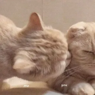 ♥️ 7ebdb923 me you kucing, cinta, kasih sayang, hewan peliharaan, persahabatan, binatang, hewan domestik telegram sticker
