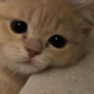 😕 9ad45e26 kucing, anak kucing, lucu, hewan, hewan peliharaan, hewan domestik, mamalia telegram sticker