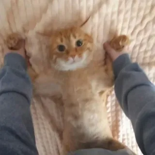 😱 9d7a3073 kucing, kucing oren, hewan peliharaan, binatang, imut, lucu, hewan piaraan telegram sticker