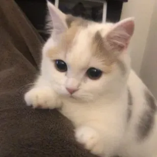 🥺 9f3ef45a kucing, anak kucing, hewan peliharaan, hewan, lucu, kucing domestik, felin telegram sticker