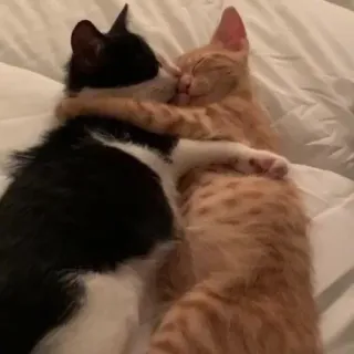 ❤️ a339725d kucing, anak kucing, berpelukan, penyayang, hewan, hewan peliharaan, lucu, persahabatan telegram sticker