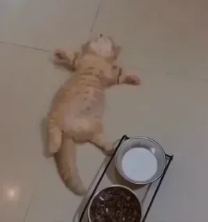 😔 a91a1eff kucing, anak kucing, tidur, hewan, hewan peliharaan, hewan peliharaan telegram sticker