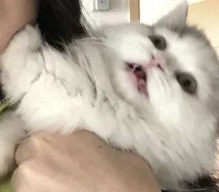 😬 e4d595ec kucing, hewan peliharaan, hewan, kucing domestik, lucu, berbulu telegram sticker